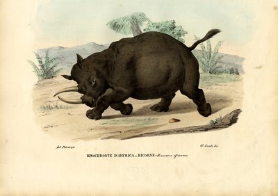 Black Rhinoceros by Raimundo Petraroja